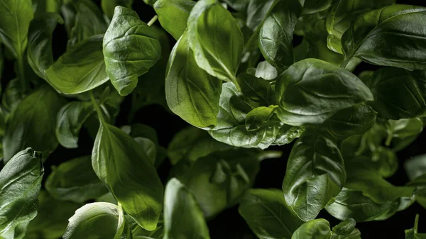 Prise de vue au gel de feuilles de basilic fraîches volantes. — Photo