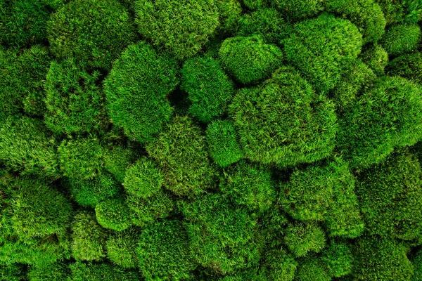 緑の苔を背景に — ストック写真