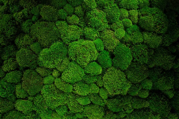 Top view green moss for background — стоковое фото