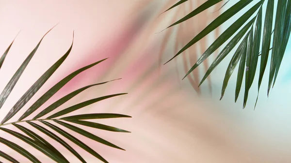 Foglie di palma su sfondo colorato — Foto Stock