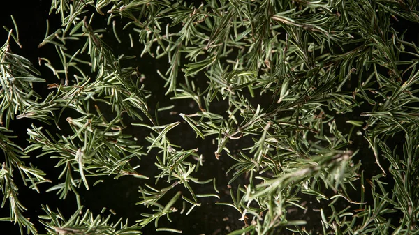 Freeze Motion Shot of Flying Fresh Rosemary leaves. — Fotografia de Stock