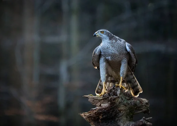 Goshawk com pheasant comum morto no musgo na floresta verde — Fotografia de Stock