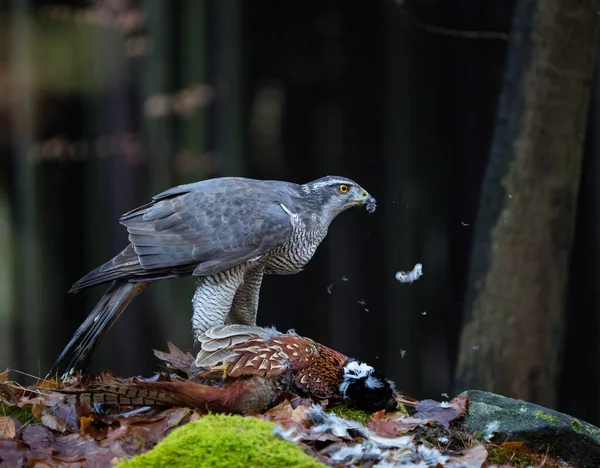 Goshawk con faisán común muerto en el musgo en el bosque verde — Foto de Stock