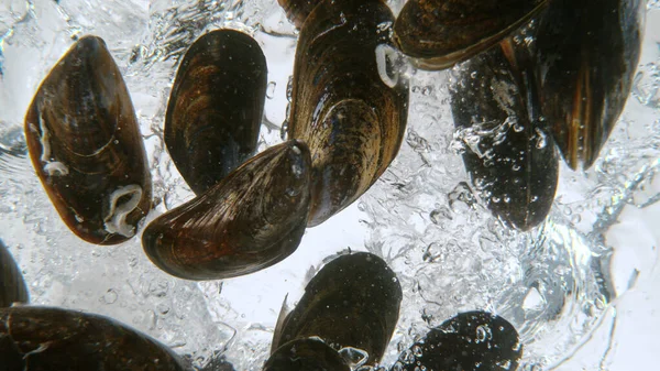 Falling mussels into water, underwater view. — Stock Photo, Image