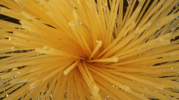 Upadek niegotowanego włoskiego makaronu Spaghetti do wody. — Zdjęcie stockowe
