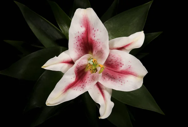 Güzel Beyaz Çiçekli Lily Çiçeği — Stok fotoğraf