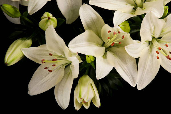 Beautiful White Flowering Lily Blossom Stock Image