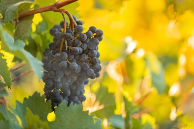 Kırmızı üzüm vitis vinifera hasat edilmeye hazır.