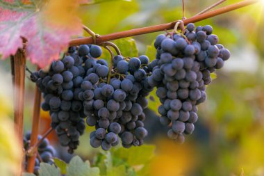 Kırmızı üzüm vitis vinifera hasat edilmeye hazır.