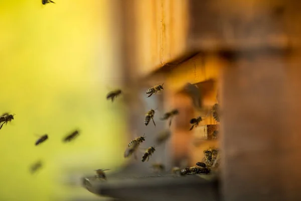 Arılar Arı Kovanına Girip Çıkıyorlar Makro Atış — Stok fotoğraf