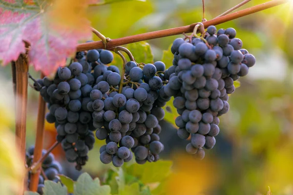 Red Grapes Vitis Vinifera Ready Harvested — Stock Photo, Image