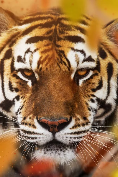 Portrait Beautiful Siberian Tiger Feline — Stock Photo, Image