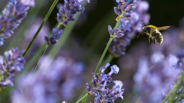 Bal arısının uçuşuna ve bahçedeki lavanta çiçeklerinin etrafına nektar poleni toplamasına yakın durun.