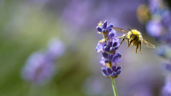 密切关注蜜蜂的飞舞 并在花园薰衣草花周围采集花蜜花粉 — 图库照片