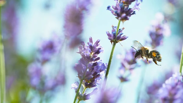 Close Honey Bee Flying Collecting Nectar Pollen Garden Lavender Flowers — Stock fotografie