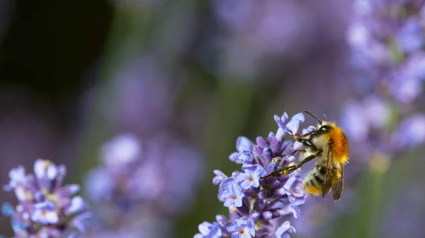 Close Honey Bee Flying Collecting Nectar Pollen Garden Lavender Flowers — Foto Stock