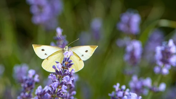 Close Cabbage White Butterfly Flying Collecting Nectar Pollen Garden Lavender — Stock Photo, Image