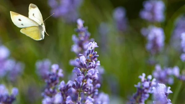 Close Cabbage White Butterfly Flying Collecting Nectar Pollen Garden Lavender — Stock Photo, Image