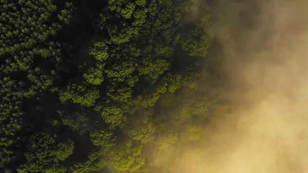 Aerial View Morning Forest Mystic Fog — Stok fotoğraf