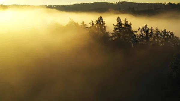 Αεροφωτογραφία Του Πρωινού Δάσους Μυστικιστική Ομίχλη — Φωτογραφία Αρχείου