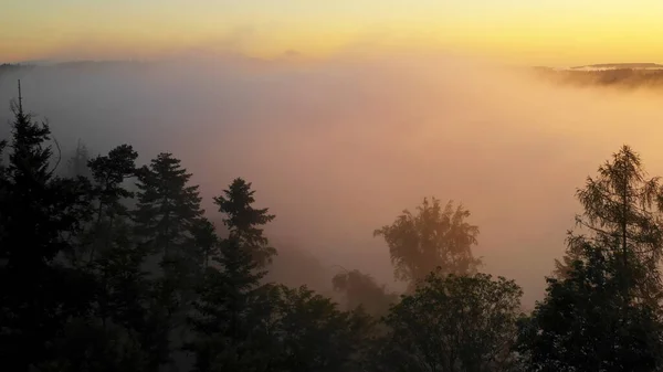 Αεροφωτογραφία Του Πρωινού Δάσους Μυστικιστική Ομίχλη — Φωτογραφία Αρχείου