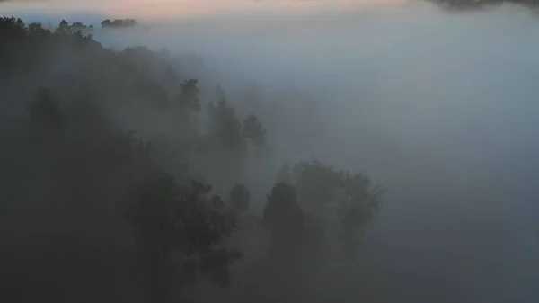 Aerial View Morning Forest Mystic Fog — Stock Photo, Image