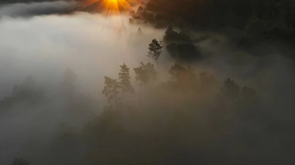 Aerial View Morning Forest Mystic Fog — Stock fotografie