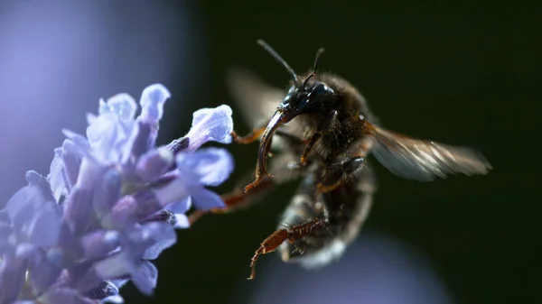 Close Honey Bee Flying Collecting Nectar Pollen Garden Lavender Flowers — Stock fotografie