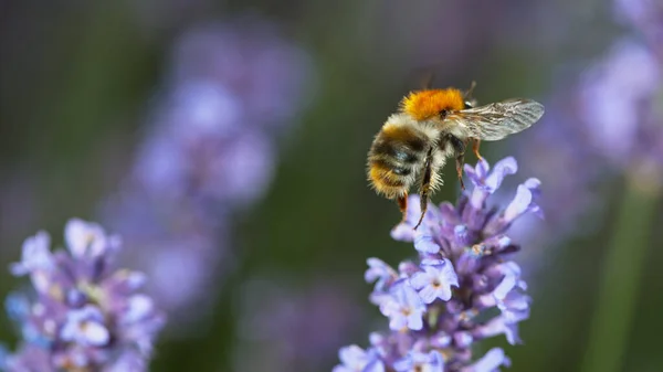 密切关注蜜蜂的飞舞 并在花园薰衣草花周围采集花蜜花粉 — 图库照片