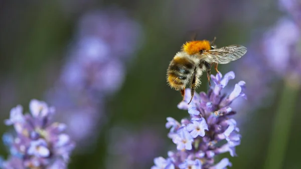 Close Honey Bee Flying Collecting Nectar Pollen Garden Lavender Flowers — Stock fotografie