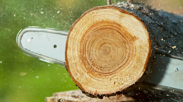 Cutting Wood Log Chain Saw Close — Stock Photo, Image