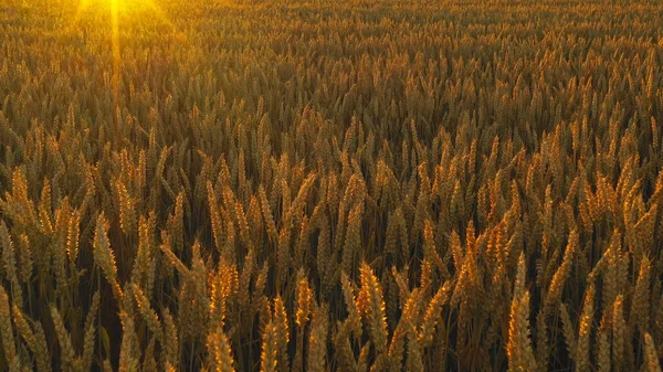 Golden Wheat Field Sunset Close —  Fotos de Stock