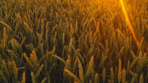 Golden Wheat Field Sunset Close —  Fotos de Stock