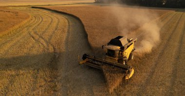 Aerial view of combine harvester harvest wheat on a yellow field during sunset
