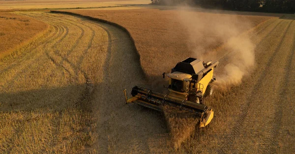 Aerial View Combine Harvester Harvest Wheat Yellow Field Sunset — Stok fotoğraf