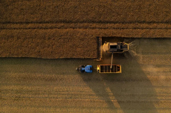 Aerial View Combine Harvester Harvest Wheat Yellow Field Sunset — Foto Stock