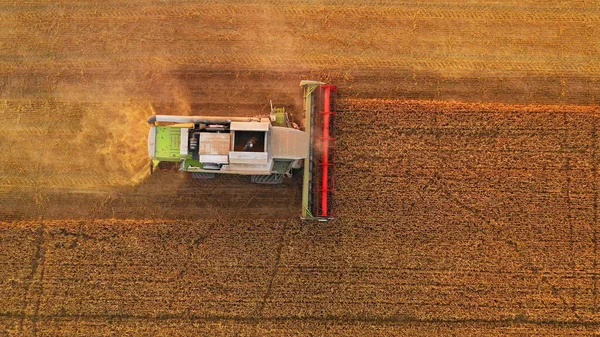 Aerial View Combine Harvester Harvest Wheat Yellow Field Sunset — Fotografia de Stock