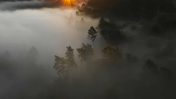 Aerial View Morning Forest Mystic Fog — Fotografia de Stock