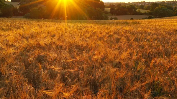 Campo Trigo Dorado Durante Puesta Del Sol Primer Plano —  Fotos de Stock