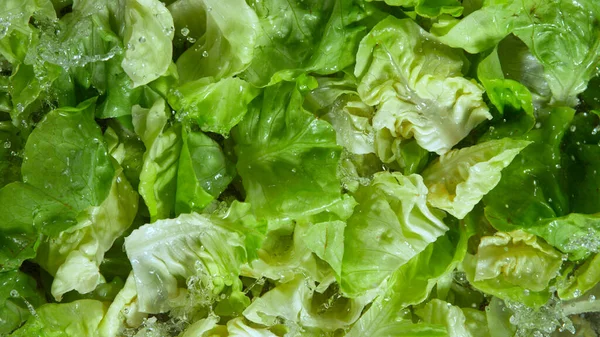 Freeze Motion Shot Splashing Fresh Lettuce Inglês Filmado Alta Velocidade — Fotografia de Stock