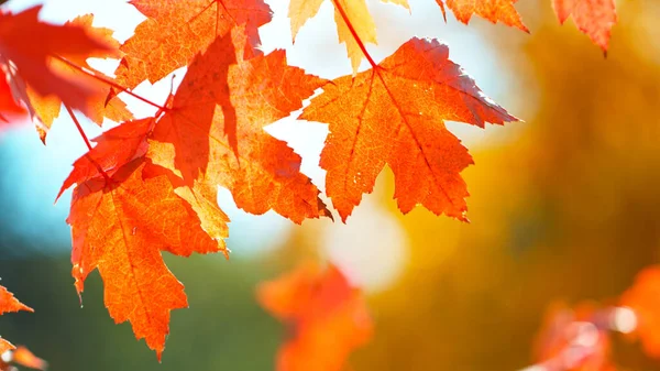 Fallende Herbst Ahornblätter Bei Sonnigem Tag — Stockfoto