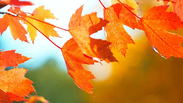 Fallende Herbst Ahornblätter Bei Sonnigem Tag — Stockfoto