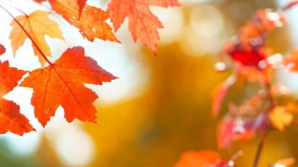 Fallende Herbst Ahornblätter Bei Sonnigem Tag — Stockfoto