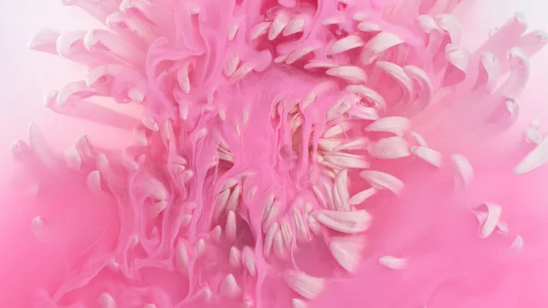 Hermosa Flor Crisantemo Rosa Con Líquido Que Fluye Bajo Agua — Foto de Stock