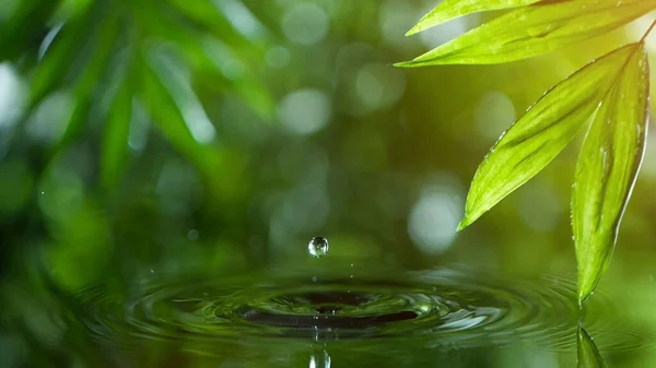 Folhas Verdes Frescas Com Gotas Água Sobre Água Relaxamento Com — Fotografia de Stock
