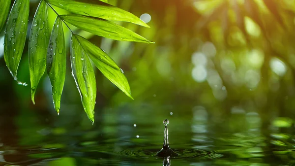 Feuilles Vertes Fraîches Avec Des Gouttes Eau Dessus Eau Relaxation — Photo