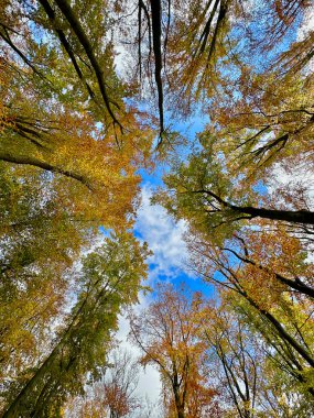 Güzel altın sonbahar kayın ağaçları, yerden manzara
