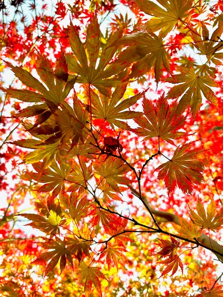 Jesienny Klon Jesienią Japońskie Liście Piękny Czerwony Kolor — Zdjęcie stockowe