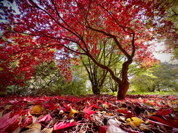 Caída Otoño Arce Hojas Japonesas Hermoso Color Rojo — Foto de Stock