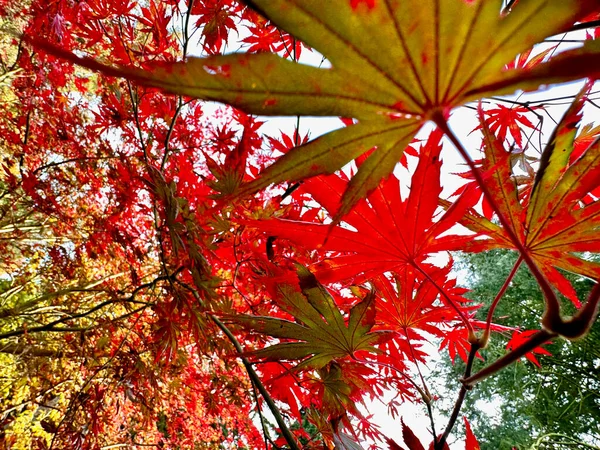 Putoavat Syksyllä Vaahtera Japanilainen Lehdet Kaunis Punainen Väri — kuvapankkivalokuva